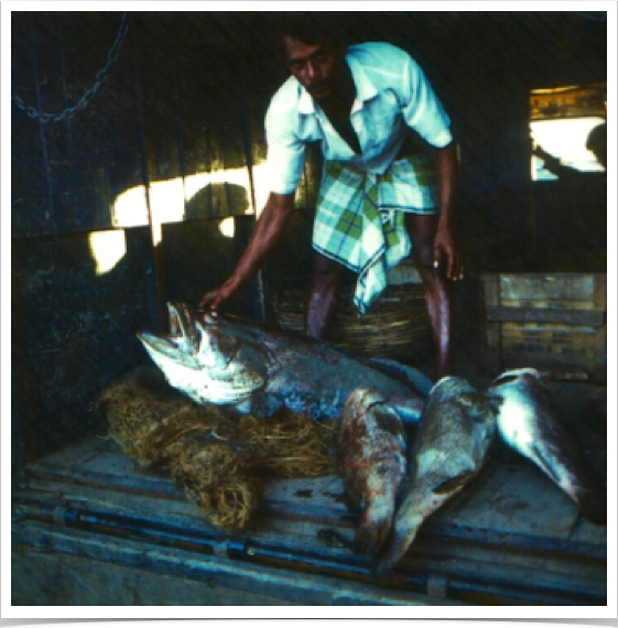 Seafood transporter in Sri Lanka. 